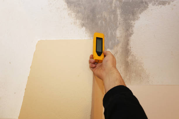 Best Mold Removal for HVAC Installations  in Holland, MI