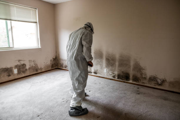 Best Biohazard Mold Removal  in Holland, MI